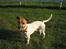 Jack russell terrier Meyer *død*