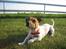 Jack russell terrier Meyer *død*
