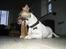 Jack russell terrier Meyer *død*