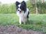 Papillon mikey