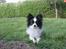 Papillon mikey