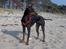 Engelsk toy terrier Fifi Gong Gong    - På stranden.. Kigger mig omkring efter "strandløverne"