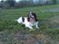 Engelsk springer spaniel Balder - her ligger han er han ikke dejlig....