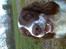 Engelsk springer spaniel Balder - elsk mig for jeg elsker dig.....hehe ej bare tag billeder af mig så er jeg glad...hehe