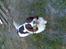 Engelsk springer spaniel Balder - lækker lækker lækker lækker hehe....total fotogen