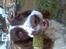 Engelsk springer spaniel Balder - haha det er bare min....