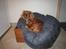 Cavalier king charles spaniel Donna - donna