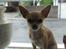 Chihuahua Gucci Baby<3