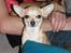 Chihuahua Gucci Baby<3 - Uhh godmorgen ;D Gucci i baggrunden