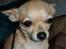 Chihuahua Gucci Baby<3