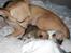 Chihuahua Gucci Baby<3