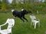 Labrador retriever Lucas - man kan da godt springe selvom man har en boldt i munden !! ... <33 :d