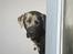 Labrador retriever Lucas - sagde du pigehund??! :d <33 ...