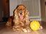 Cocker spaniel Oliver