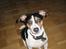 Dansk svensk gaardhund - Freja "Futte" - Hvalp: Skipper fra marts 2005