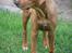 Rhodesian ridgeback ozzy - her er Ozzy ca. et halvt år, 65 cm over ryggen..
