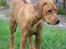 Rhodesian ridgeback ozzy - Ozzy ca. et halvt år gammel.. 