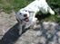 Field Trial spaniel Aslan - En dejlig glad hund