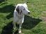 Field Trial spaniel Aslan