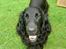 Flat coated retriever † Aladin - RIP †