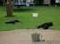 Flat coated retriever † Aladin - RIP † - total afslappet, sammen med Samson