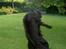 Flat coated retriever † Aladin - RIP † - Hvem siger hunde ik´ ka´ være en ninja? for Aladin er udlært i kararte, se lige hans spark 