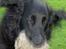 Flat coated retriever † Aladin - RIP † - I fuld fart frem