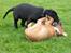 Staffordshire bull terrier ENVY - mig og soffy battler lige hinanden i kgs have....