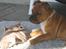 Staffordshire bull terrier ENVY