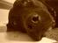 Labrador retriever Rollo - close up :D