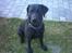 Labrador retriever Rollo - Rollo sidder og hygger i haven