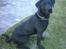 Labrador retriever Rollo - Hvad dælen laver du dog Mie??