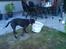Labrador retriever Rollo - Se mor!! nu kommer jeg med tøjkurven