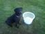 Labrador retriever Rollo - Rollo er meget stolt 