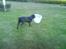 Labrador retriever Rollo - er han ikke dygtig