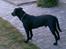 Labrador retriever Rollo - Rollo står og kigger ud over marken