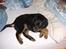 Blanding af racer nala