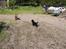 Blanding af racer nala - har lige besøg af min veninde fie (er også her på hunde galleri)