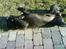 Labrador retriever Rollo - aaaah... dejligt at ligge i solen