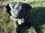 Labrador retriever Rollo - se min bamse!!! den en min yndlings