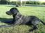 Labrador retriever Rollo - hvorofr kastede mie min bamse helt derhen???