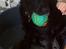 Labrador retriever Jaques *død* - Lille Mulle.. :)