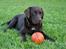 Labrador retriever Gizmo - Her er jeg 1 år og 3 mdr!