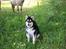 Alaskan malamute Maluq    R.I.P  august 2011 - besøg ved naboens heste