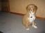 Nova scotia duck tolling retriever Løvmosen´s Red Percy - Jeg tror jeg er en lille konge:)
