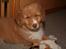 Nova scotia duck tolling retriever Løvmosen´s Red Percy - Her er han 8 uger gammel.