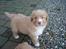 Nova scotia duck tolling retriever Løvmosen´s Red Percy - Her er han 6 Uger