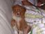 Nova scotia duck tolling retriever Løvmosen´s Red Percy - så er der dømt hygge dagen efter nytårs aften.