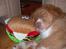 Nova scotia duck tolling retriever Løvmosen´s Red Percy - god hovede pude.