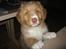 Nova scotia duck tolling retriever Løvmosen´s Red Percy - må jeg ikke nok komme op i sofaen.